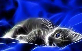 Bright Colors Photo Neon Kitty Kitten Wallpaper Moving Wallpapers Cat Wallpaper