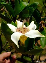 Image result for Rothmannia fischeri