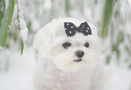 Yorkie maltese dogs, also known as morkies, are a mix of maltese and yorkshire terriers and are known for their small size and long soft hair. Maltese Haircuts Bob Cut Puppy Cut Top Knot