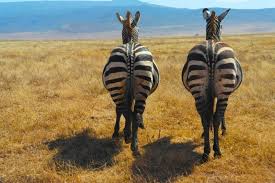 Two zebras inside Ngorongoro Crater