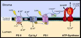 Finden sie alle bücher von. Die Oxygene Fotosynthese Der Cyanobakterien Ist Ein Abgeleitetes Merkmal Die Sankore Schriften Scilogs Wissenschaftsblogs