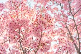 Flowering trees, in particular, have high aesthetic value. 30 Pink Flowers For Gardens Perennials Annuals With Pink Blossoms