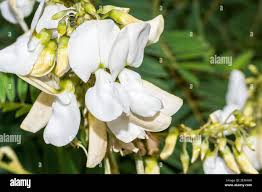 Image result for Tephrosia montana