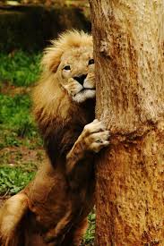 I Am Feeling Shy Animals Lincoln Park Zoo Animal Planet