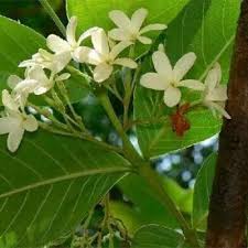 Image result for Holarrhena