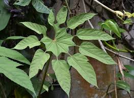 Image result for Trevesia