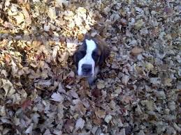 I May Be A 200 Lb St Bernard But You Can T Find Me Dog Pictures Saint Bernard St Bernard