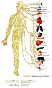 Organ S Acupuncture Nervous System Anatomy Human Nervous System Chiropractic Adjustment