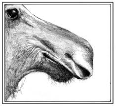 Sep 09, 2020 · aaron blaise's video course on drawing human anatomy is robust and comprehensive. Adirondack Moose Why The Big Nose The Adirondack Almanack