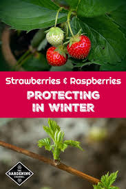 In this case, the fungi appear to only attack black raspberries as well as blackberries and dewberries. Protecting Strawberries And Raspberries In Winter Gardening Channel