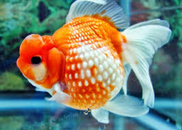 Wikipedia is een online encyclopedie die ernaar streeft inhoud te bieden die vrij herbruikbaar, objectief en verifieerbaar is. Lampam Jawa Lampang Fish Red Tailed Tinfoil Barb Barbonymus Altus Ikan Lampam Lempam Lampam Lampam Jawa Mly