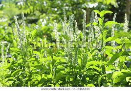 Image result for Justicia betonica