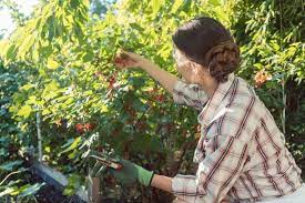 Wann und wie man johannisbeeren für eine gute ernte richtig pflanzt. Johannisbeeren Ernten So Geht S Ohne Ruckenschmerzen Frag Mutti