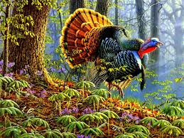 Turkey Bird Colorfull