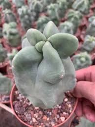Image result for Lophocereus