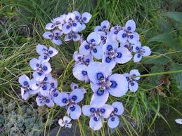 Image result for Polystachya villosa