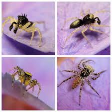 Image result for Disperis sp. nov. aff. macowanii