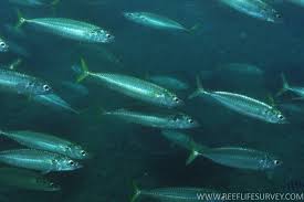 Image result for Scomber spp.