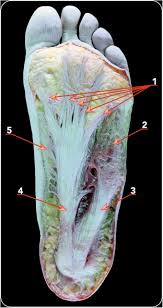 The flexor retinaculum was attached to the bone at the medial malleolus, and the gambhir ak, kay pr. Percutaneous Plantar Fasciotomy An Anatomical Study About Its Safety And Efficacy Sciencedirect