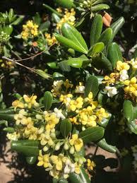 Image result for Pittosporum mildbraedii
