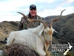 Nz Horn Antler Safaris New Zealand Alpine Goat Hunting Outfitter