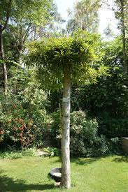 Image result for Terminalia boivinii