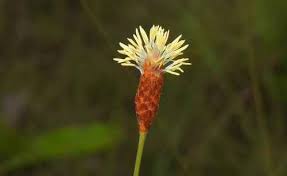 Image result for Bulbostylis scabricaulis