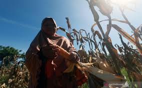 Berikut ini syarat untuk mendapatkan. Bptp Gorontalo Sediakan 4 Ton Benih Jagung Untuk Petani Ekonomi Bisnis Com