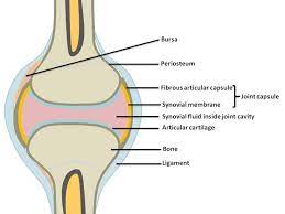 Synovial Joints Anatomy And Physiology Physiology Anatomy