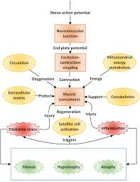 Skeletal Muscle A Review Of Molecular Structure And
