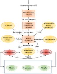 skeletal muscle a review of molecular structure and