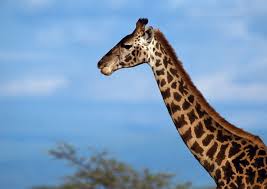 We did not find results for: Giraffen Infos Im Tier Lexikon Geolino