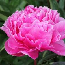 Maybe you would like to learn more about one of these? Paeonia Verschoor Horticulture