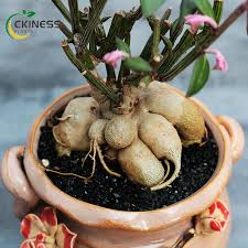 Image result for Monadenium pedunculatum