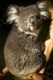 Koala Bear Australia Koala Bear Koala Animals Beautiful