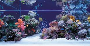 Designing an aquascape can be challenging. Tips And Tricks On Creating Amazing Aquascapes Reef2reef Saltwater And Reef Aquarium Forum