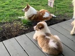 Pin On Collies And Shelties