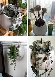 Sukkulente Ubertopf Fristee Kaktus Blumentopf Keramik Mini Rund Hydrokultur Wandhangende Pflanze Pots White 10 5 X 6 Blumentopf Keramik Pflanzen Hydrokultur