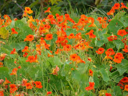 Most impressionist painters would have surely fallen for it! 5 Plants You Shouldn T Grow Good Living