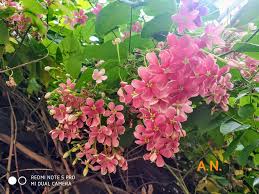 Image result for Combretaceae