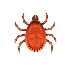 Image result for Trombicula autumnalis