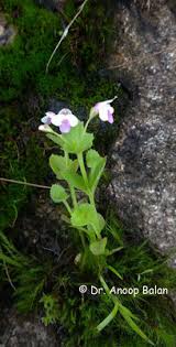Image result for Craterostigma nummulariifolium