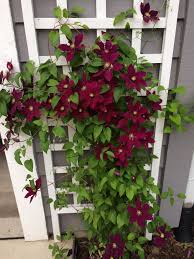 You can certainly move the clematis though, but you need to make sure you get a decent amount of rootball with it, and somewhere to replant. Going A Little Crazy With Clematis Finegardening