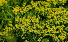 Image result for Euphorbia ugandensis