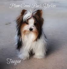 If you hear the term parti yorkie, they are talking about the color of the yorkie. Yorkies For Sale In Colorado Plum Creek Parti Yorkies