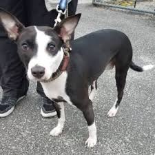 It is so exciting to see her running and playing in the yard, especially when there is snow on the ground. Dog For Adoption Nyx An Italian Greyhound Pit Bull Terrier Mix In Freeport Ny Petfinder