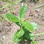 Image result for Anisophyllea quangensis