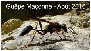 Ils (tomber) devant la maison. Guepe Maconne Youtube