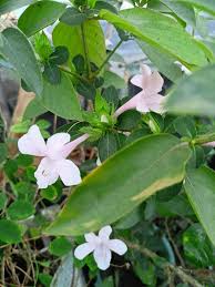 Image result for Barleria ameliae