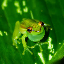 Image result for Leptochloa obtusiflora